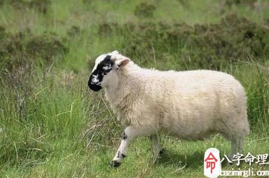 91年屬羊女能活多大,91年屬羊32歲有一劫